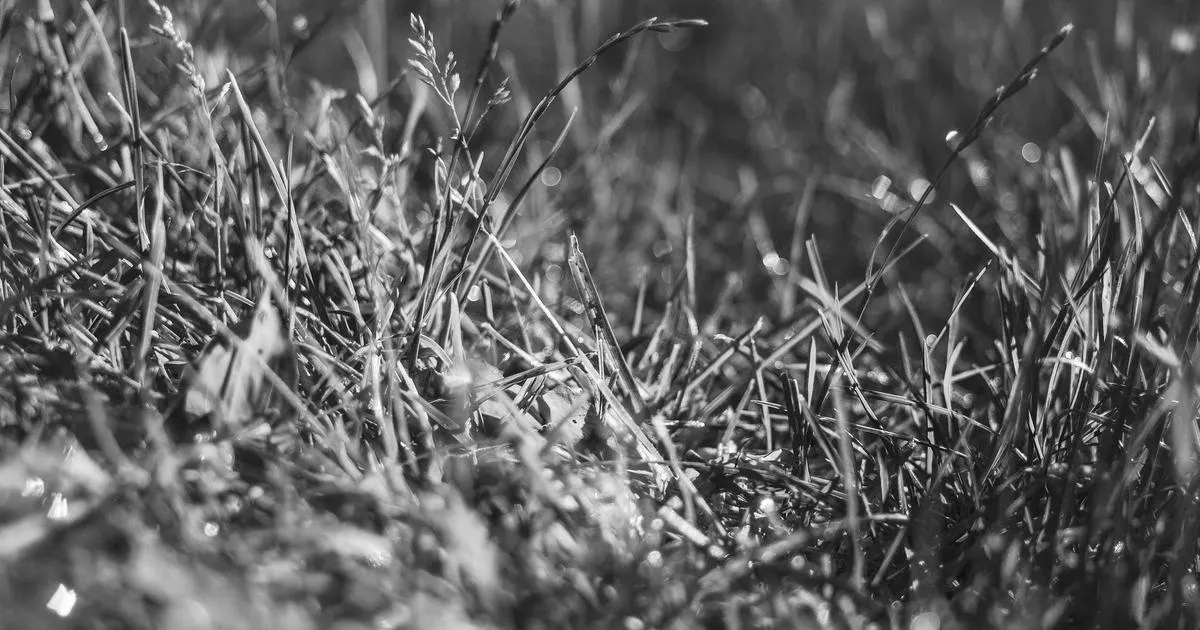 Alternatives au triticale pour l'alimentation des troupeaux allaitants : solutions et conseils