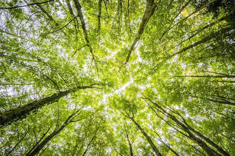 Les céréales sous menace : quand l’excès d’eau fait craindre pour les récoltes