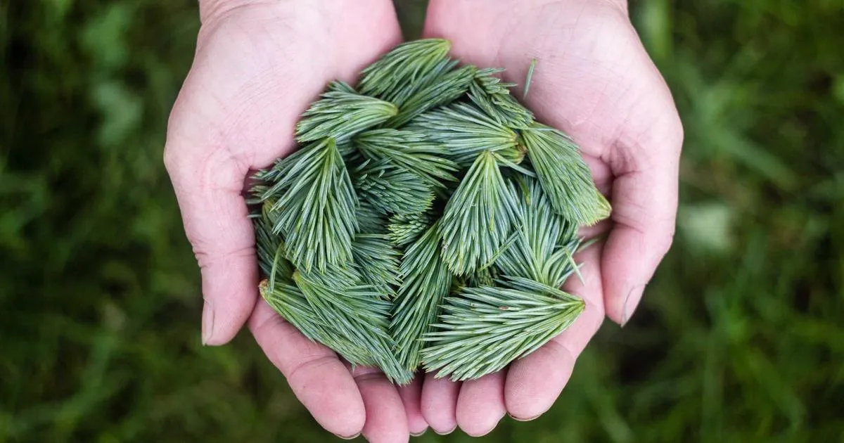 L'Occitane : sont ses produits vraiment naturels et sans danger ?