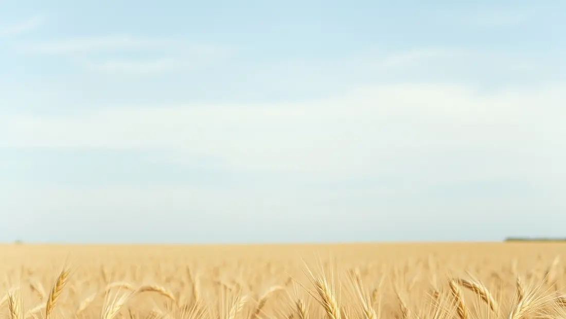Les prix des céréales amorcent une nouvelle phase de baisse : illustration 1